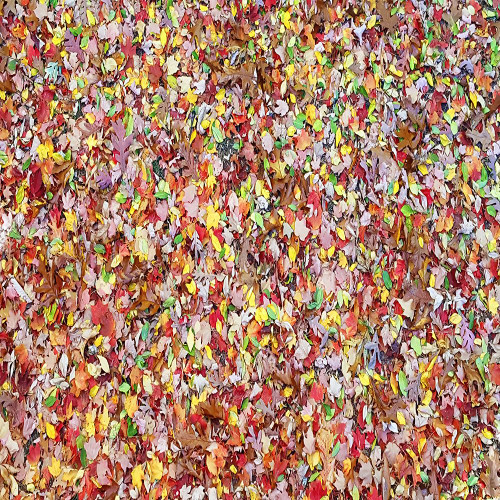 Leaves 17 Poster Print - Rachel Lee