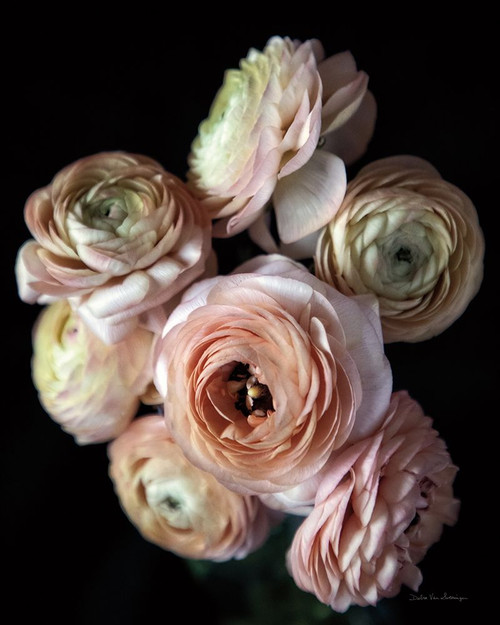 Ranunculus Group II Poster Print - Swearingen Debra Van