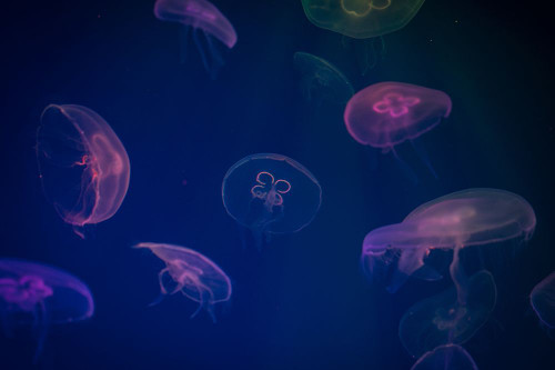 Jellyfish in Blue V Poster Print - Artographie