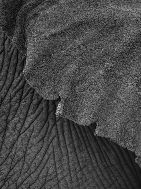 Olifant 02 Poster Print - by Clint Shot