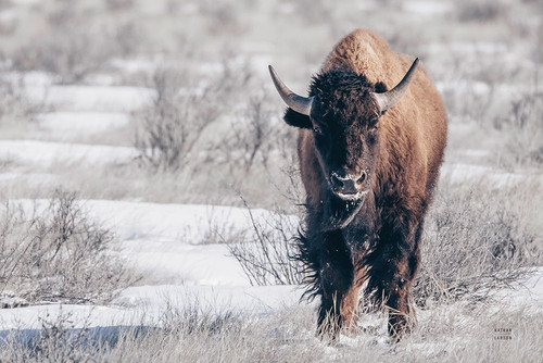 Bison Beauty Poster Print - Nathan Larson