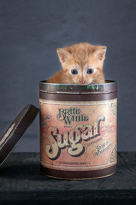 Chip Poster Print - Jong Arendina de