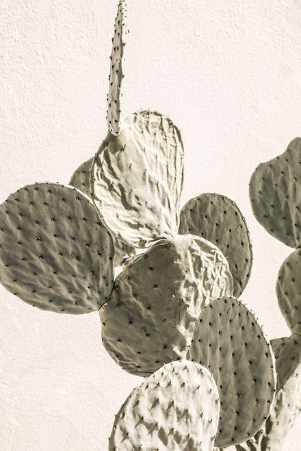 Mexi Catus 02 Poster Print - by Clint Shot