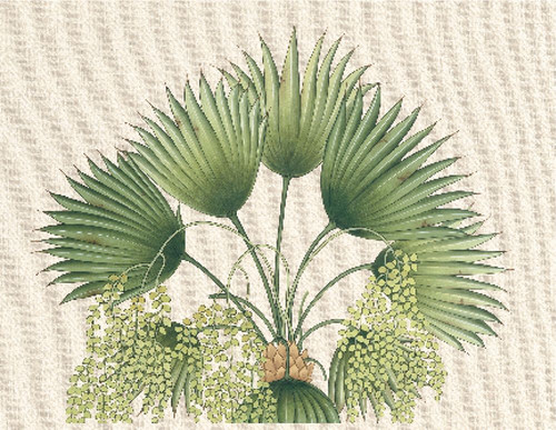 Palm Fronds II Poster Print - Unknown