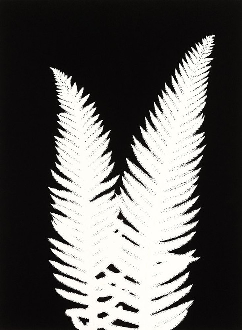 New Fern 9 Poster Print - Studio MMB