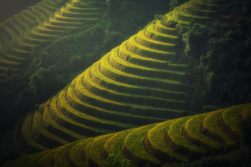 Green Terraces Poster Print - Artographie