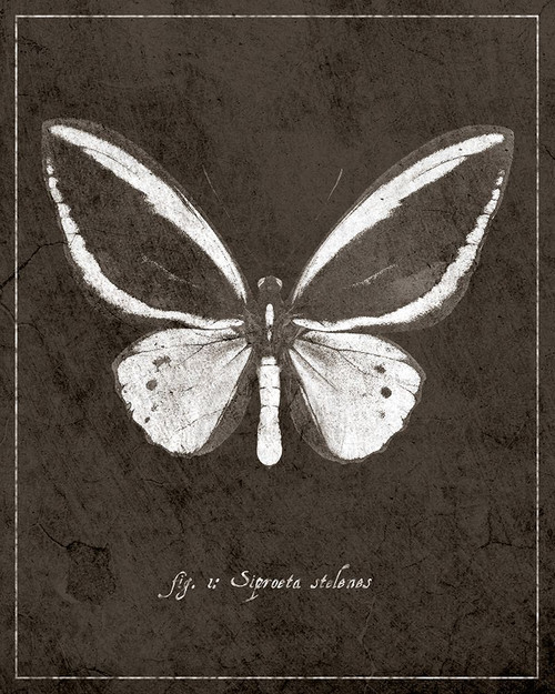 Butterfly I Poster Print - ArtLab GI