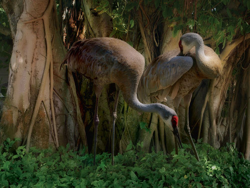 Shady Sandhill Poster Print - Steve Hunziker