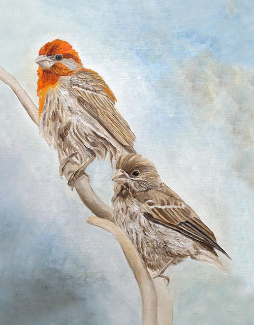House Finch Couple Poster Print - Angeles M. Pomata