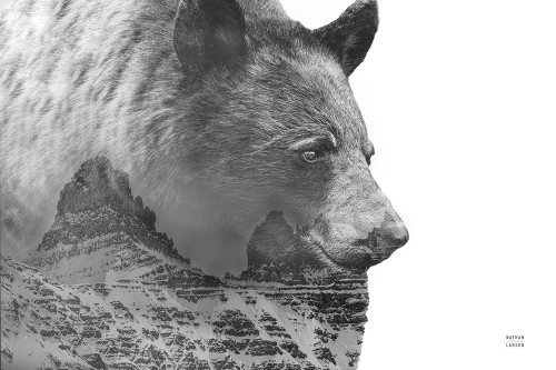 Mountain Bear Poster Print - Nathan Larson