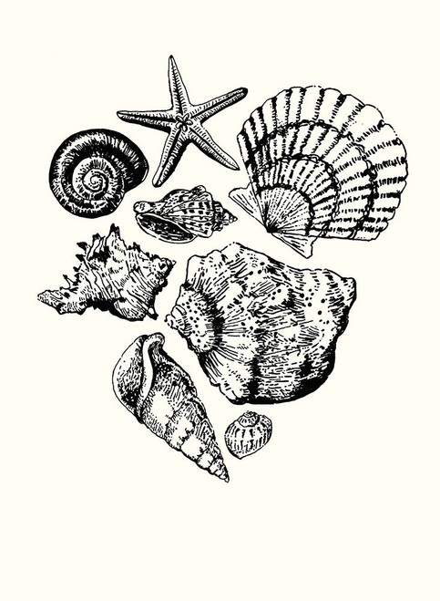 Shells 1 Poster Print - Erin Lin