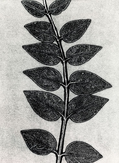 New Vines 4 Poster Print - Studio MMB