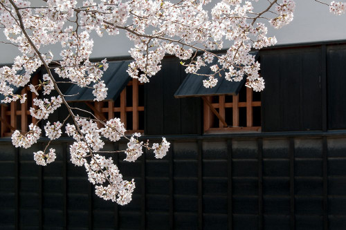 Cherry Blossom Poster Print - Artographie