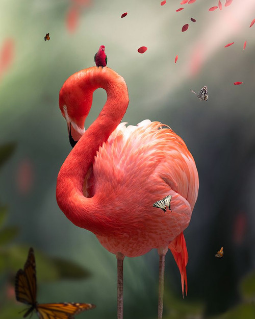 Flamingo Poster Print - Roman Robroek