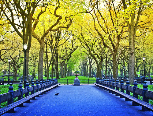 Central Park Poster Print - ArtLab GI