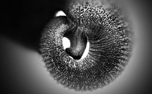 Trunk ..... Poster Print - Antje Wenner-Braun