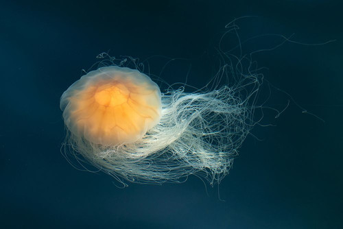 Bright floating jellyfish Poster Print - Artographie