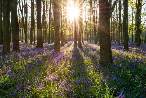 Spring Forest Morning Poster Print - Artographie