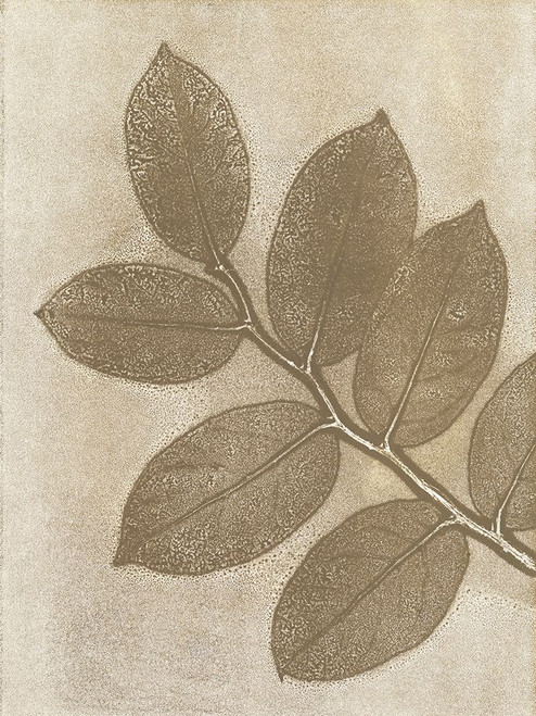 New Salal 7 Poster Print - Studio MMB