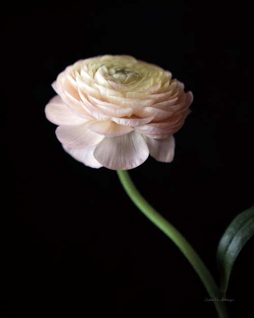 Single Ranunculus III Poster Print - Swearingen Debra Van