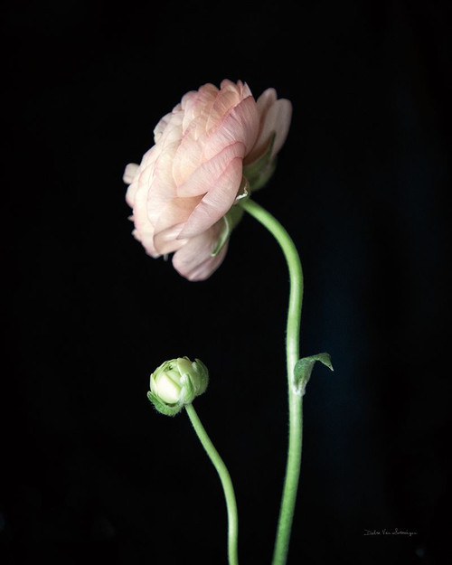 Single Ranunculus II Poster Print - Swearingen Debra Van