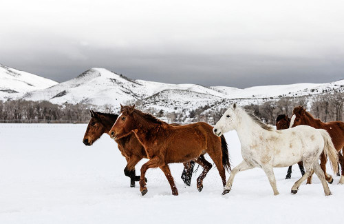 Horse 9 Poster Print - Rachel Lee