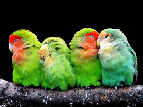 Birds of a Feather Poster Print - Artographie
