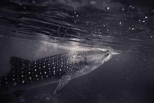 Black and white shot of shark Poster Print - Artographie