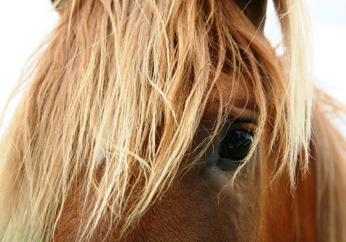 Horse 5 Poster Print - Rachel Lee