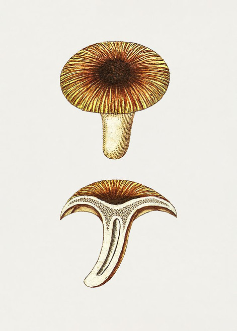 Vintage Chanterelles Edible Mushroom Poster Print - Pictufy