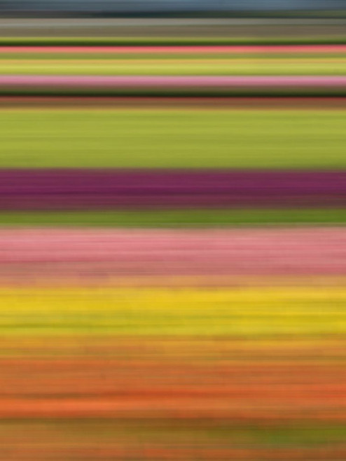Abstract of rows of tulips at farm. Poster Print - Images Merrill