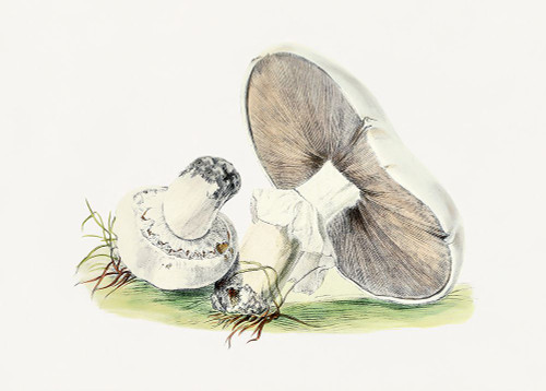 Hand Drawn Horse Mushroom Poster Print - Pictufy
