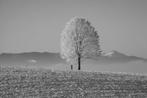 Tree in Snow Poster Print - Artographie