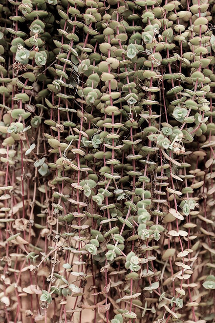 Hanging Garden Poster Print - by Clint Shot