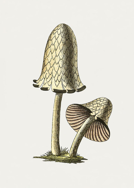 Vintage Inky Cap Edible Mushroom Poster Print - Pictufy