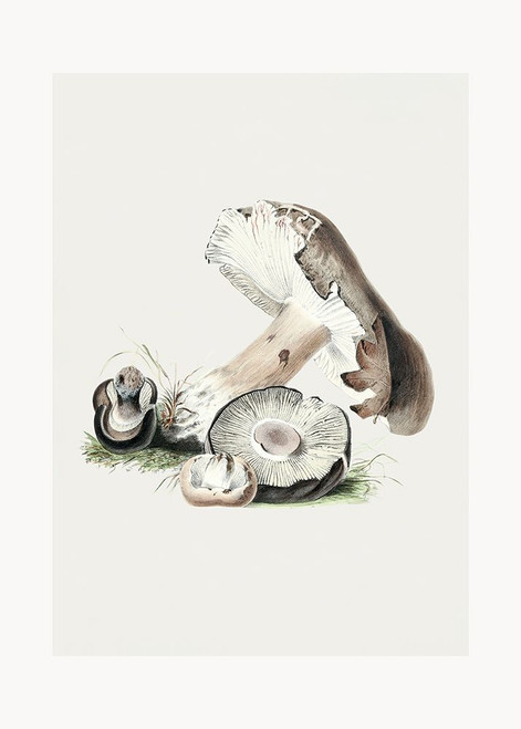 Vintage Agaricus Augustus Mushroom 50x70 Poster Print - Pictufy