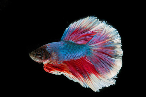 Blue Betta Fish II Poster Print - Artographie