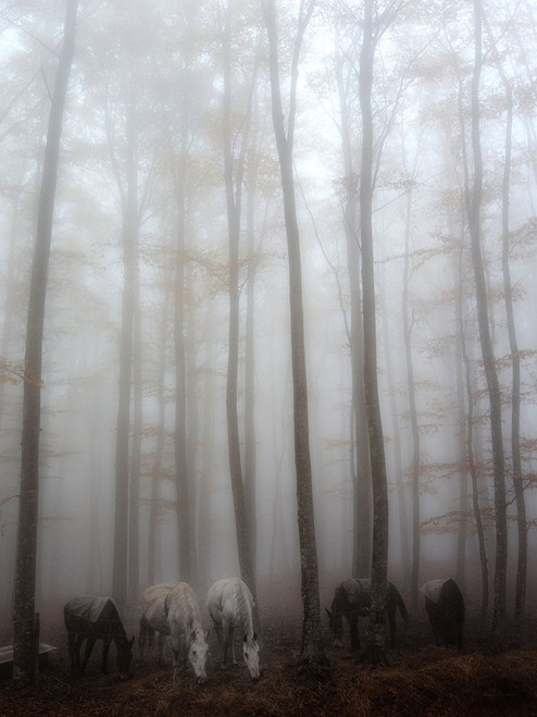 Fog Poster Print - Francesco Martini