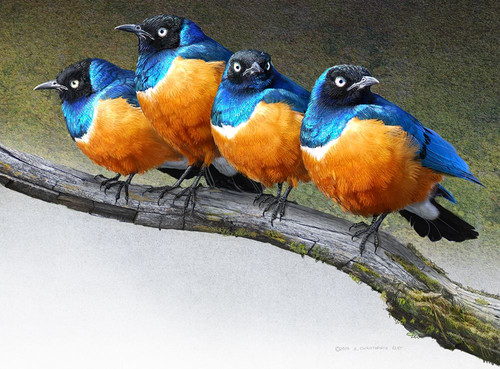 Grumpy Starlings Poster Print - Christopher Vest