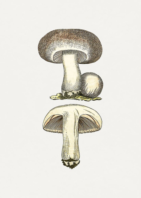Hand Drawn Field Mushroom Gray Poster Print - Pictufy