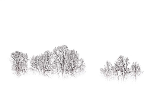 Bare Trees on a Misty Morning Poster Print - Don Schwartz