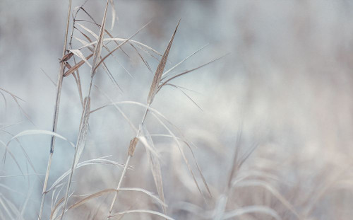 Swaying Grasses Poster Print - Don Schwartz