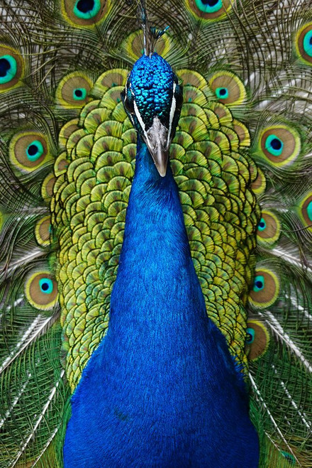 Peacock Portrait Poster Print - Artographie