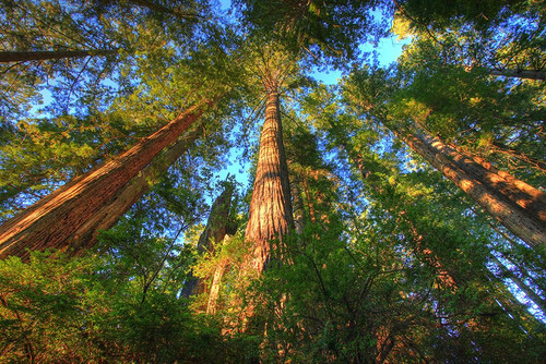 Headwaters Forest Reserve Poster Print - Artographie