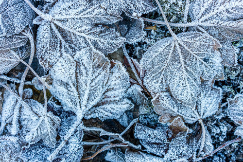 Frosty Leaves Poster Print - Artographie