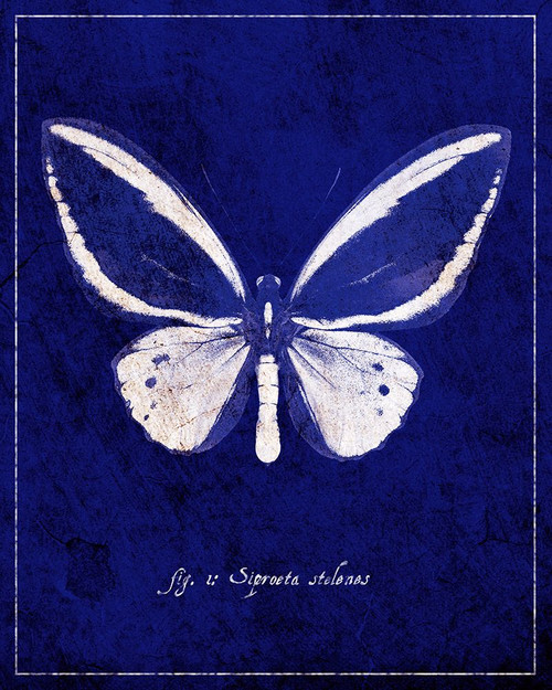 Malachite Butterfly Cyanotype Poster Print - ArtLab GI