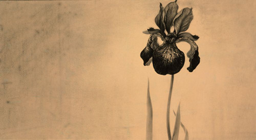 Scented Bloom Poster Print - OM