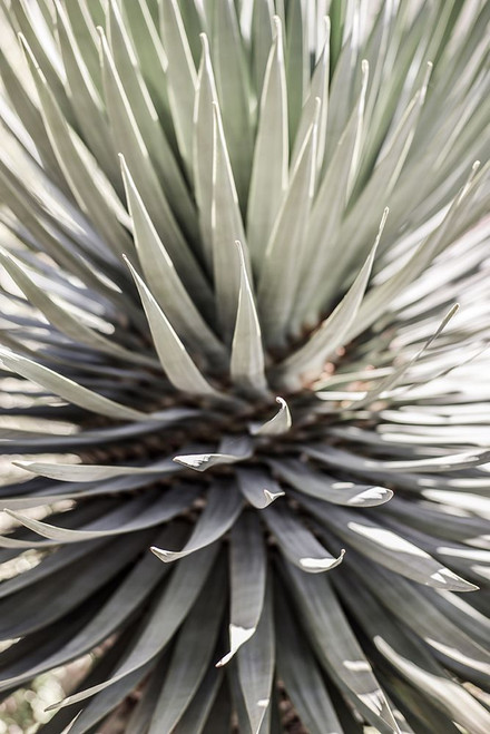 Desert Apple Poster Print - by Clint Shot