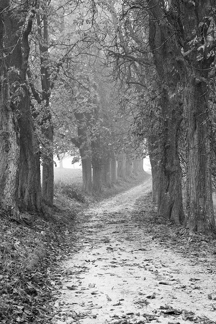 Fall Path Poster Print - Artographie