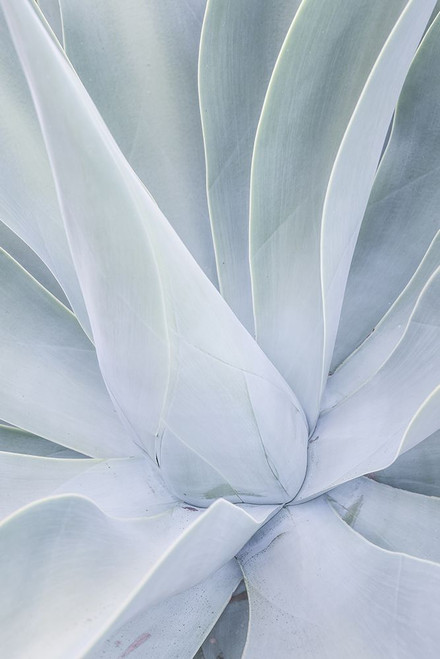 Crystal Cactus No2 Poster Print - by Clint Shot